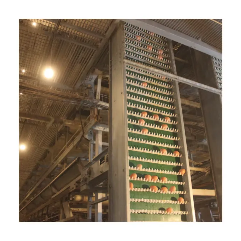 Farming Africa - TIANRUI New Automatic Egg Layer Chicken