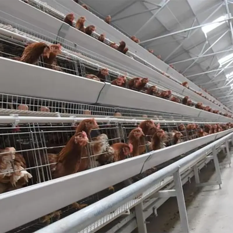 Farming Africa - H Type Layer Cages for Poultry