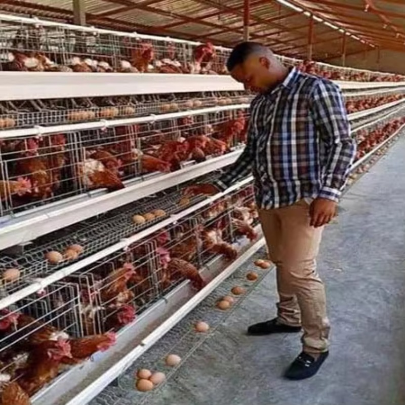 Cheap Price Poultry Farm 10000 - огляд і ціна Farming Africa