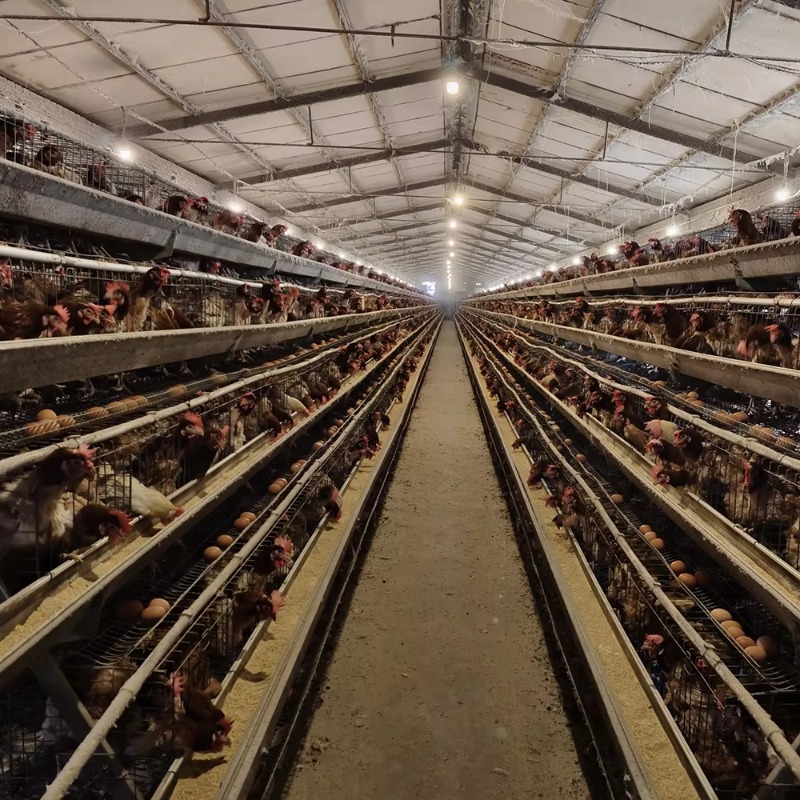 Cheap Price Poultry Farm 10000 - огляд і ціна Farming Africa