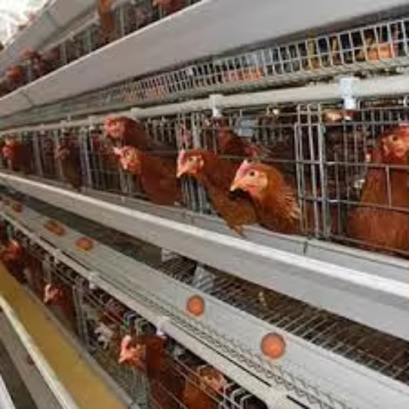  chicken coop New Africa a Typ - огляд і ціна Farming Africa