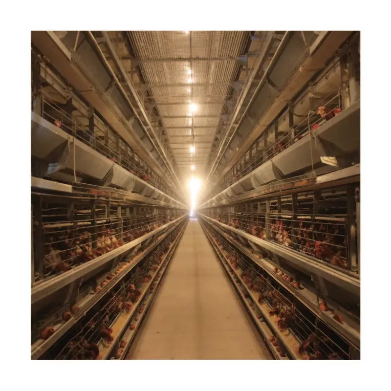 TIANRUI New Automatic Egg Laye - огляд і ціна Farming Africa