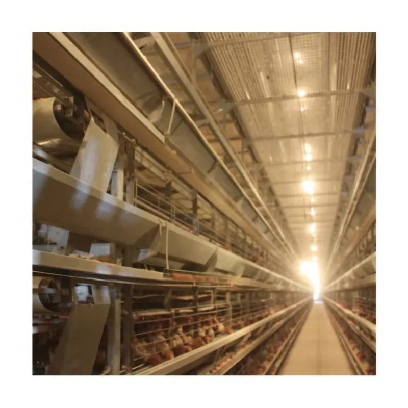 TIANRUI New Automatic Egg Laye - огляд і ціна Farming Africa