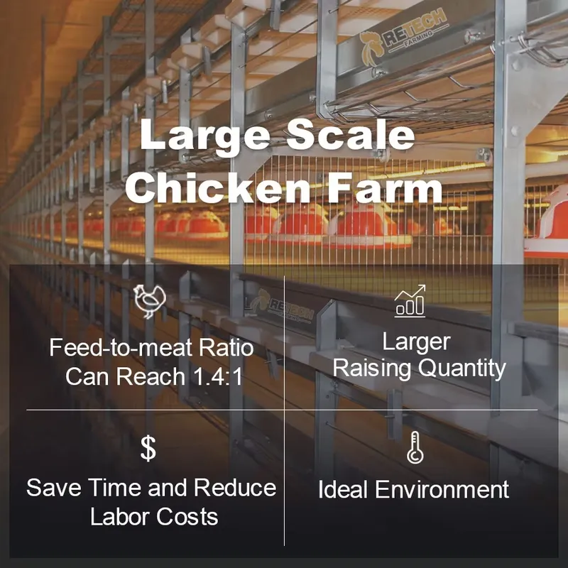 Automatic H Type Broiler Chick - огляд і ціна Farming Africa