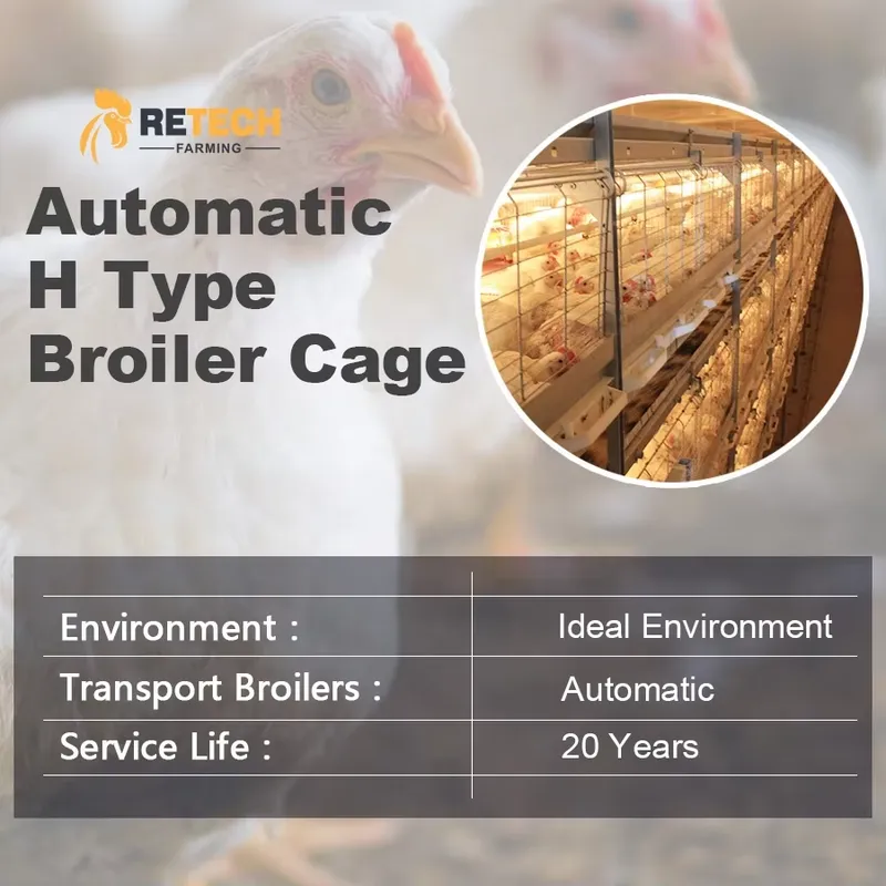Automatic H Type Broiler Chick - огляд і ціна Farming Africa