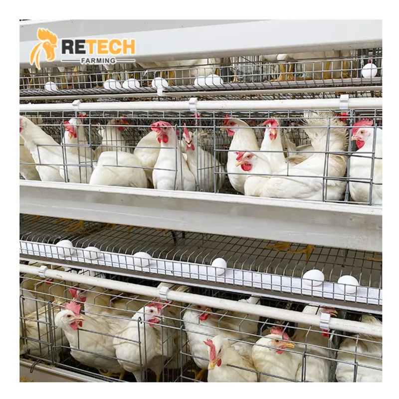 Automatic Egg Layer Chicken Ca - огляд і ціна Farming Africa