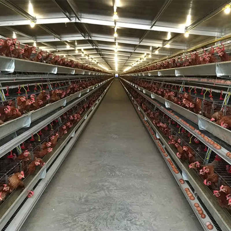 H Type Layer Cages for Poultry - огляд і ціна Farming Africa