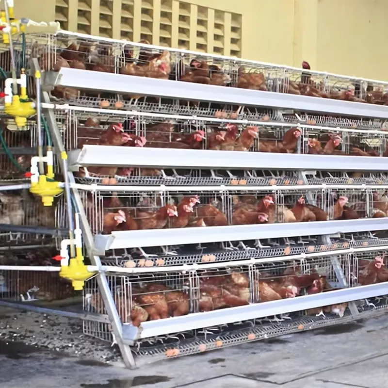 H Type Layer Cages for Poultry - огляд і ціна Farming Africa